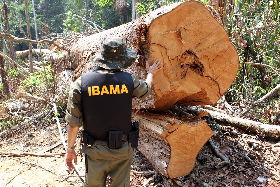 Desmatamento em Rondônia continua acelerado, diz Ministério do Meio Ambiente
