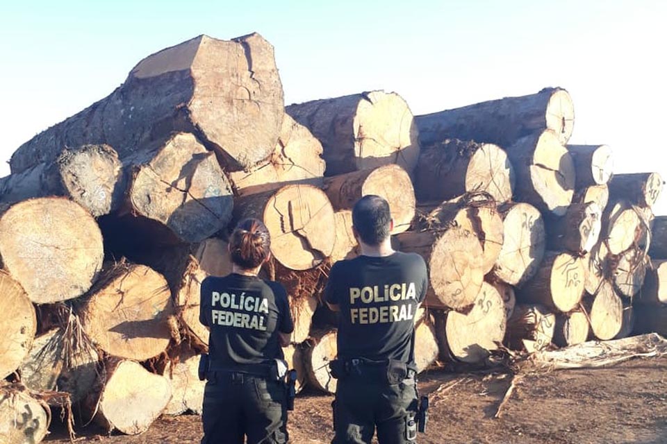PF em parceria com o MPF deflagra operação contra quadrilha por exploração ilegal de madeiras em Ponta do Abunã