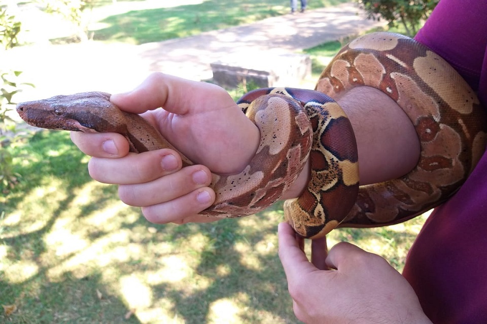 Técnicos da Semma oferecem treinamento para manejo de serpentes em São Lourenço