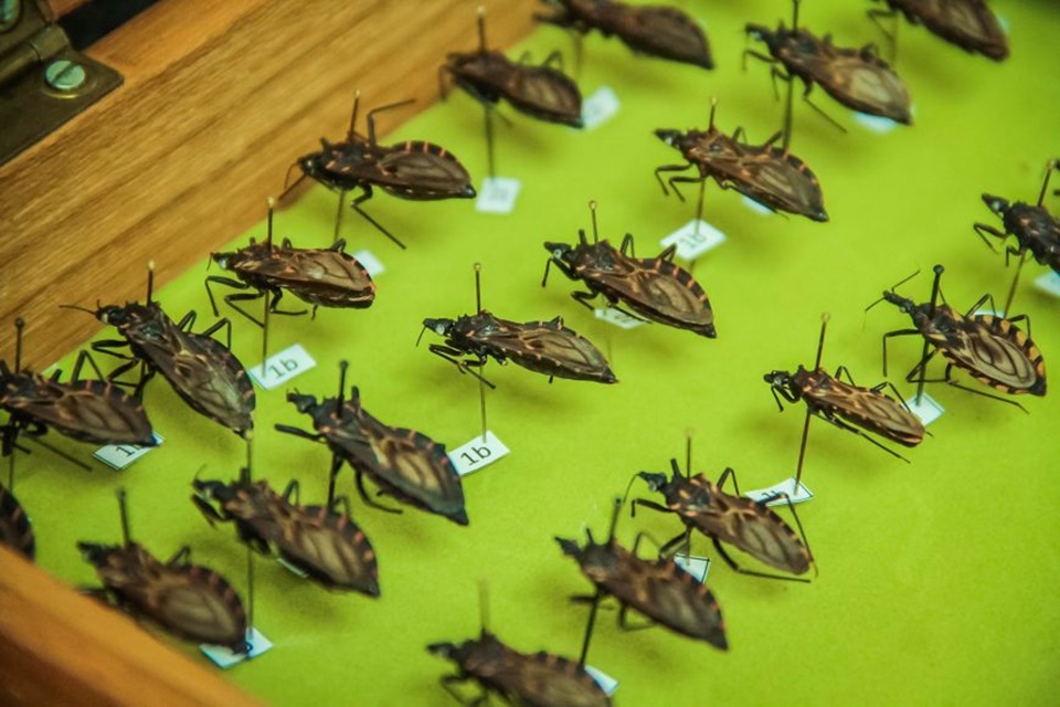 Três besouros foram confirmados infectados com doença de Chagas em Rondônia, em 2018