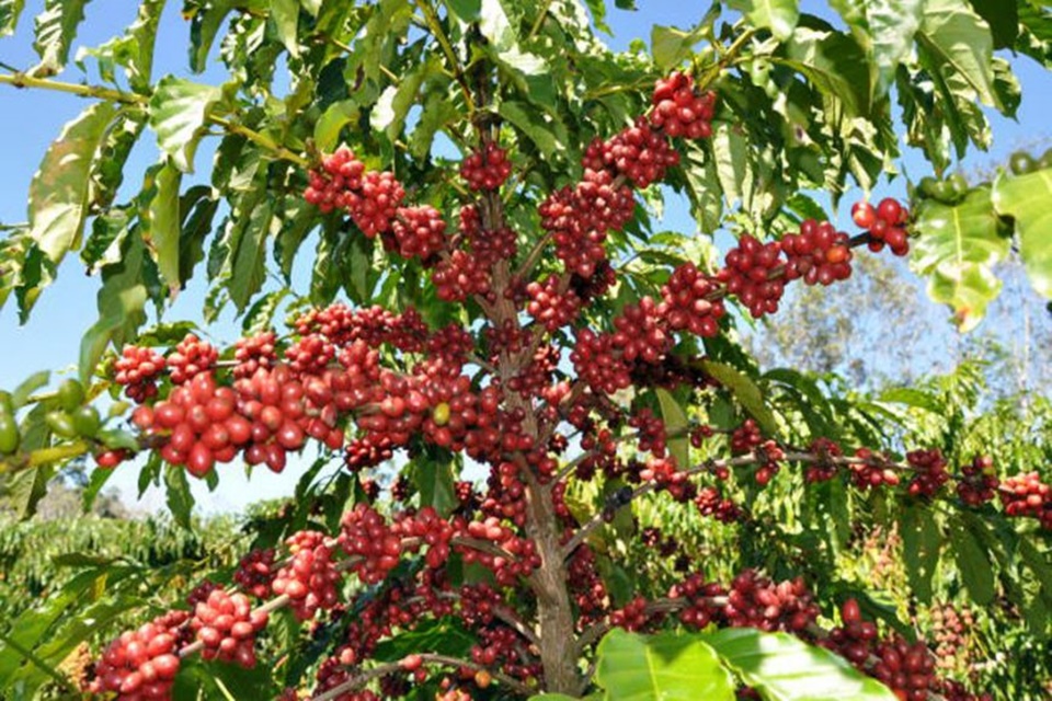 Café de Rondônia terá certificado de origem geográfica