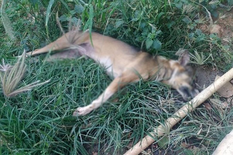 Homem mata os cachorros da ex e avisa que ela é a próxima