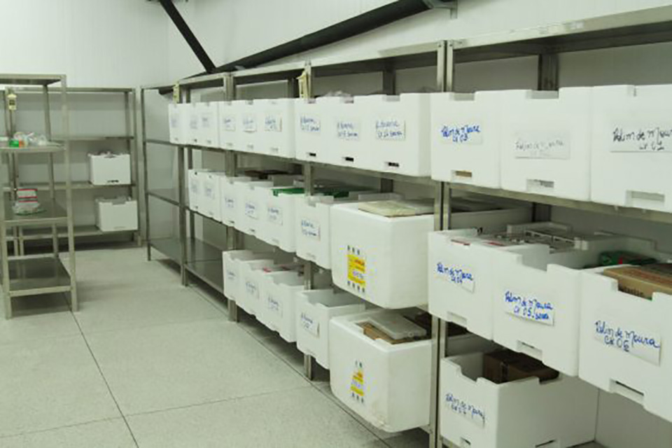 Estoque de vacina contra sarampo em Rondônia é reforçado em mais 15 mil doses