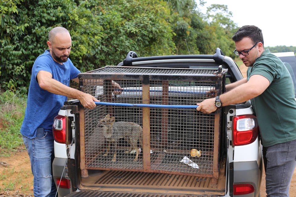 Semma cuida e devolve à Natureza 14 animais silvestres em outubro com parceria de órgãos ambientais