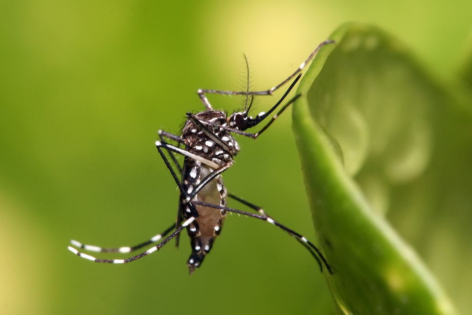 AEDES AEGYPTI: Proprietários de lotes urbanos em Rolim de Moura poderão ser multados em até R$ 45 mil reais