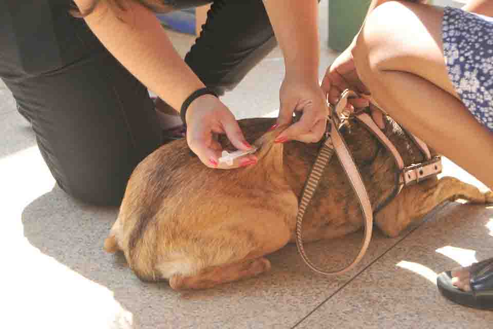 Semusa amplia vacinação de cães e gatos em Porto Velho