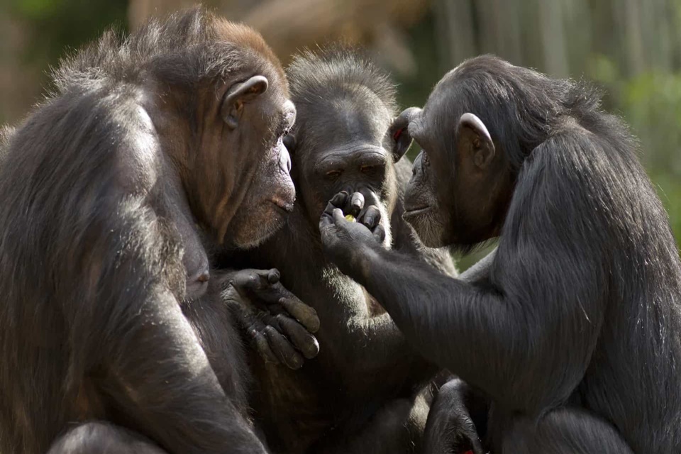 Estudo conclui que chimpanzés são mais sociáveis após verem filmes juntos