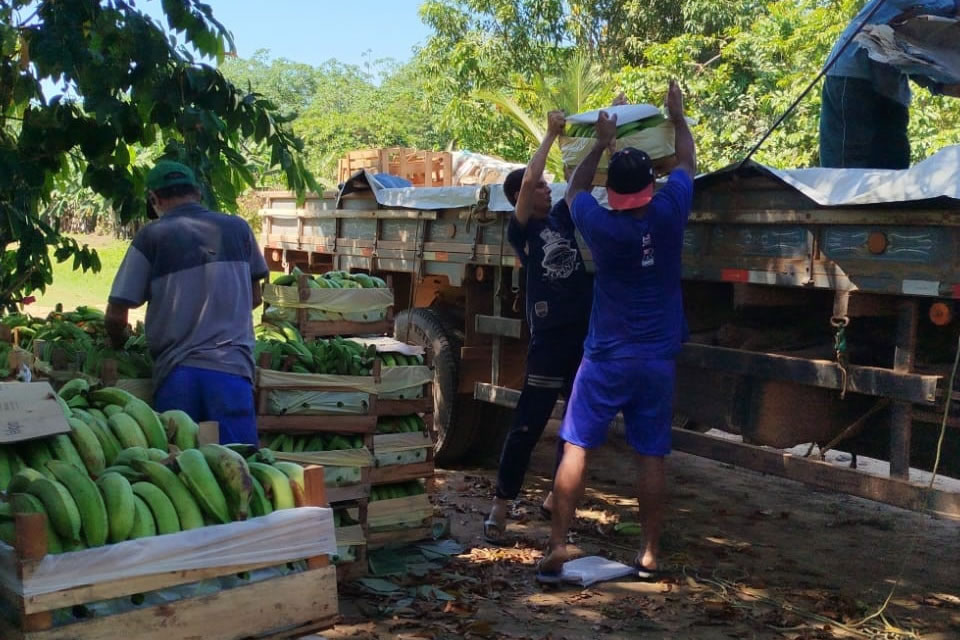 Com apoio da Prefeitura de Porto Velho, agricultores transportam produção de banana para a Feira do Produtor Rural