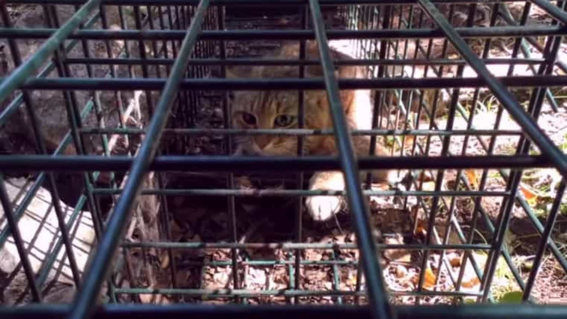Espécie de gato raposa reconhecida cientificamente
