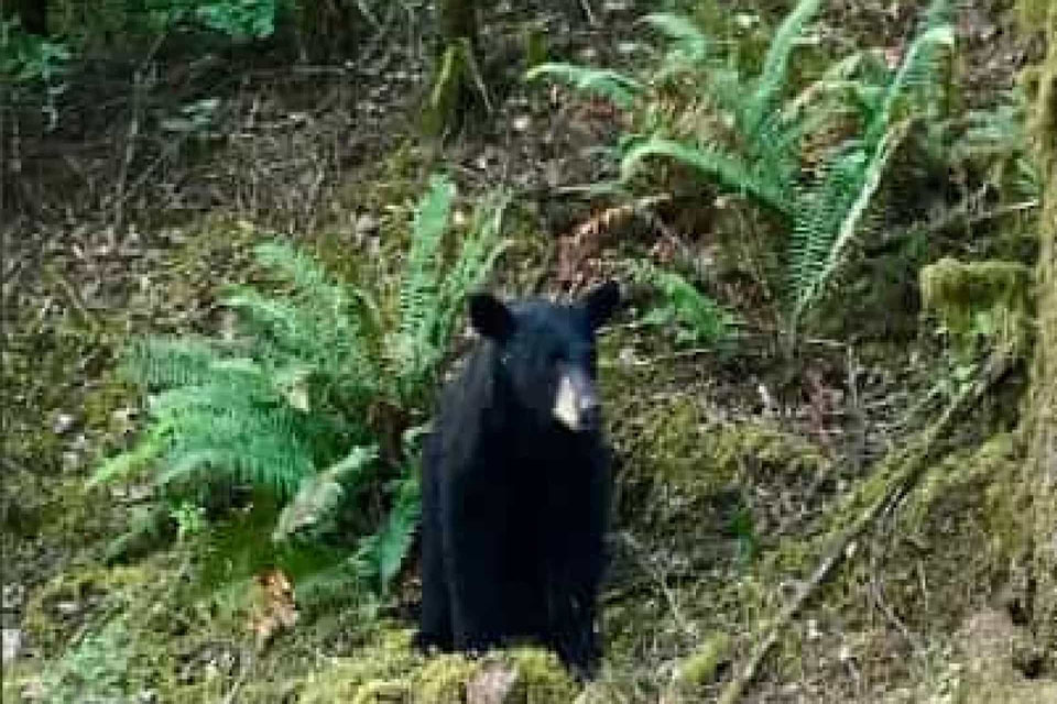 Urso bebé morto nos EUA por ser demasiado amigável