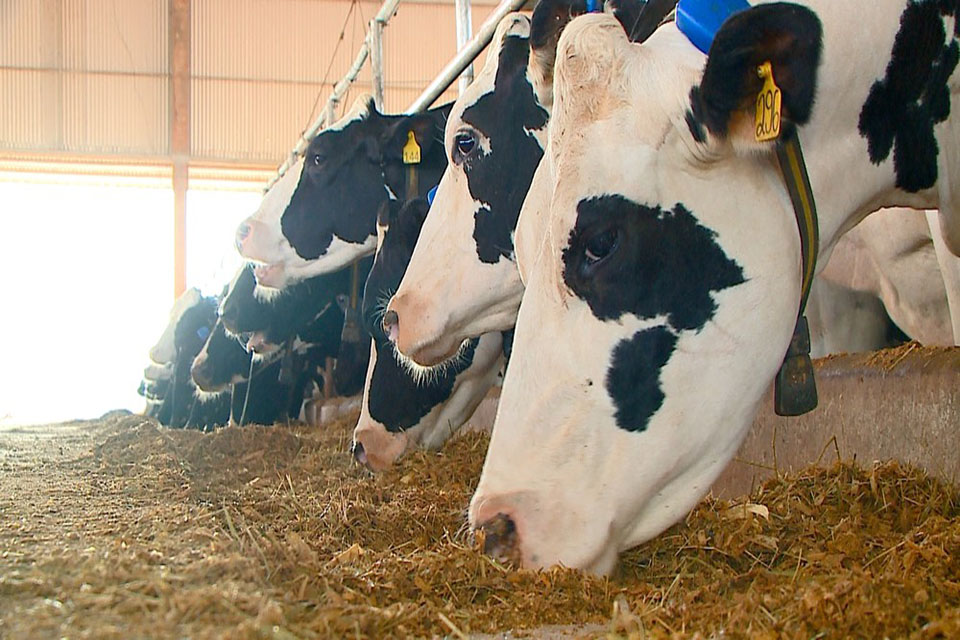 2ª Rondoleite conta com palestras sobre melhoramento genético e vacinação bovina em Ji-Paraná, RO
