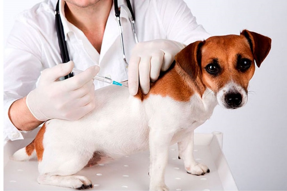 Dia D de Vacinação antirrábica canina e Felina em Rolim