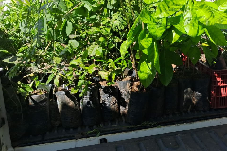 Sema distribui mudas de plantas gratuitamente no Hospital Cemetron em Porto Velho