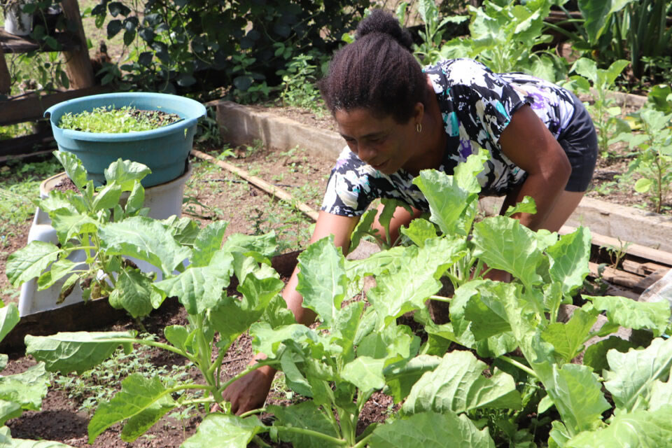 Assistência agrícola transforma comunidades quilombolas na região do Vale do Guaporé