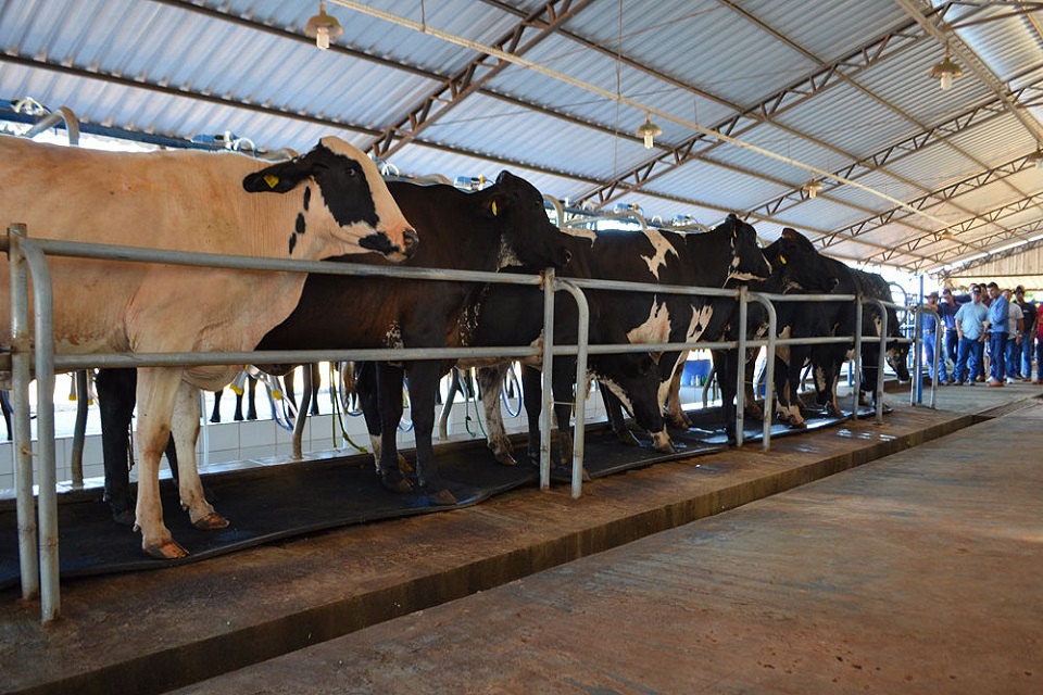 Produtor rural de Rondônia tem menos de 15 dias para fazer a declaração do rebanho