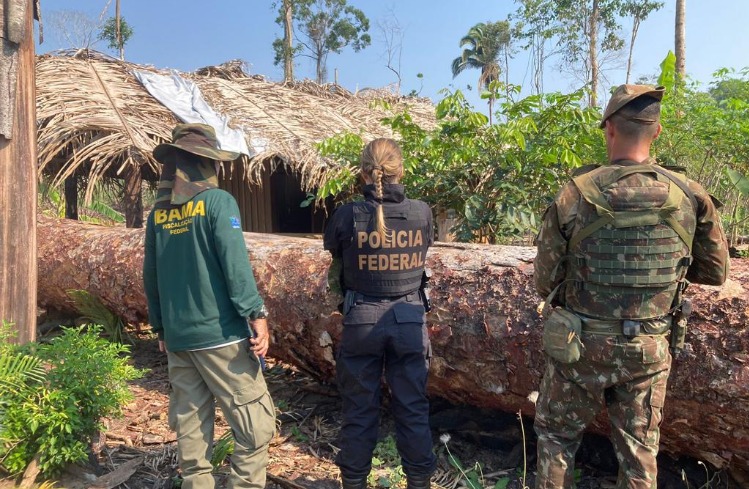 PF deflagra operação contra extração ilegal de madeira em reserva indígena em RO