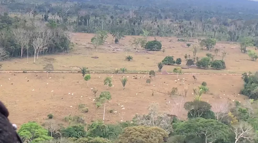 Sobrevoo revela desmatamento e criação de gado no Parque Guajará-Mirim