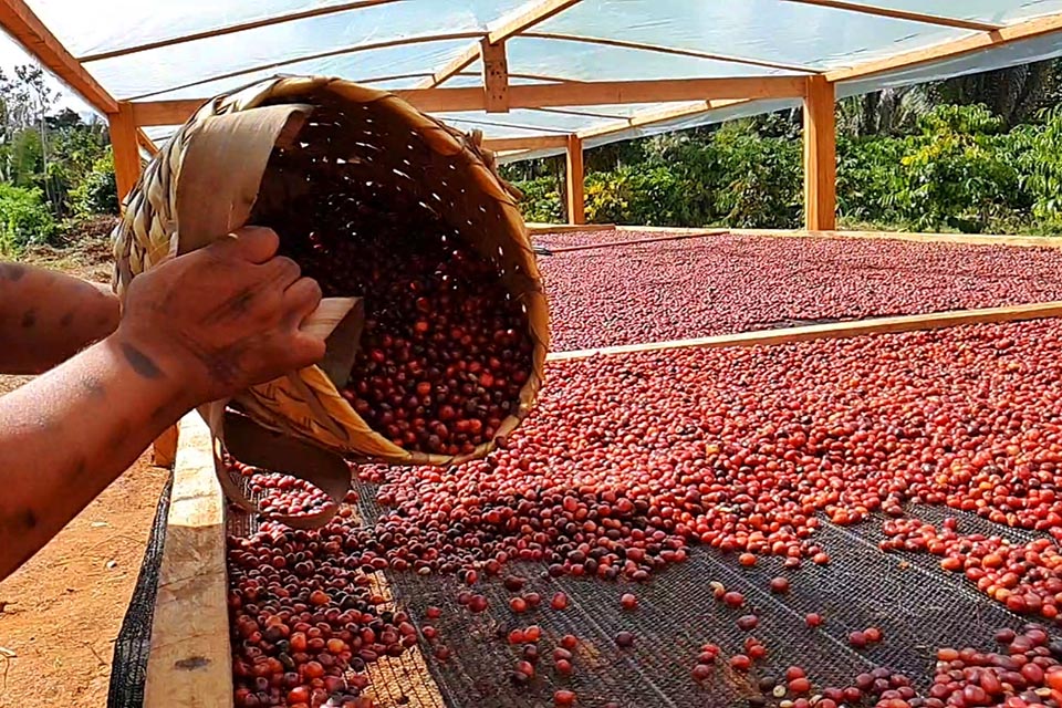 Adoção de tecnologias sustentáveis transformam indígenas em produtores de cafés especiais na Amazônia