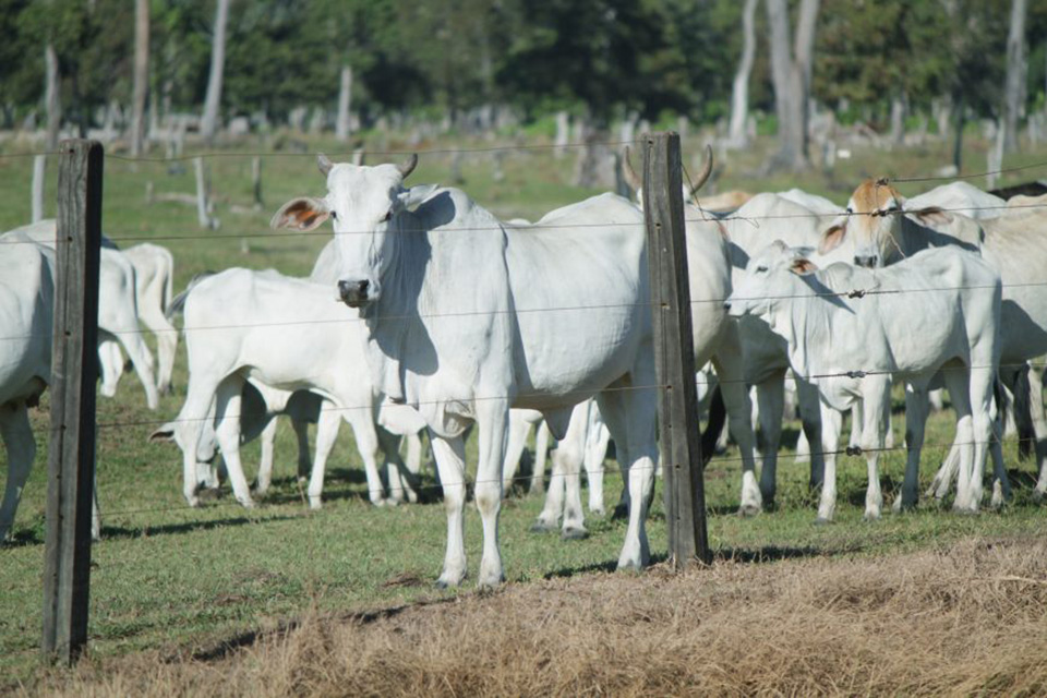 Guia de Animal pode ser emitida nas casas de produtos agropecuários e sindicatos em Rondônia