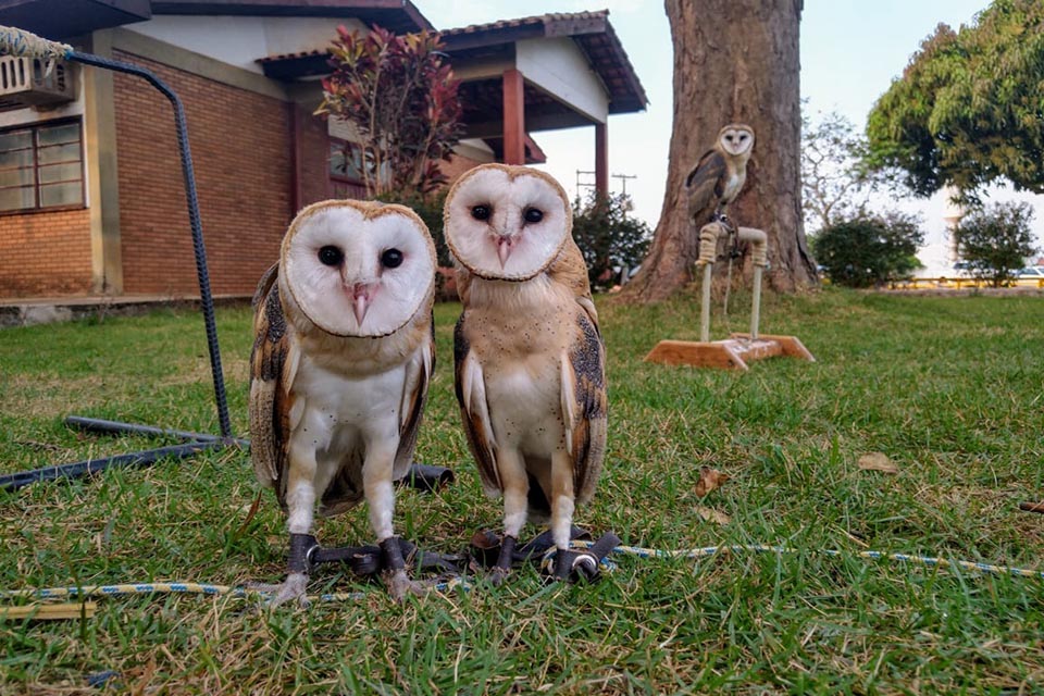 No Dia da Amazônia, Semma revela soltura de animais selvagens que foram acolhidos na Prefeitura
