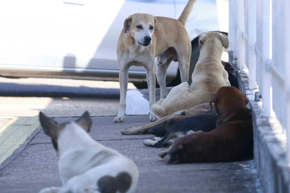 Campanha tem como meta vacinar mais de 80% dos animais domésticos em Rondônia