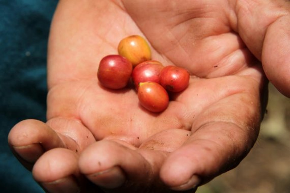 Cafeicultores de Rondônia participam de concurso de qualidade do café em Minas Gerais