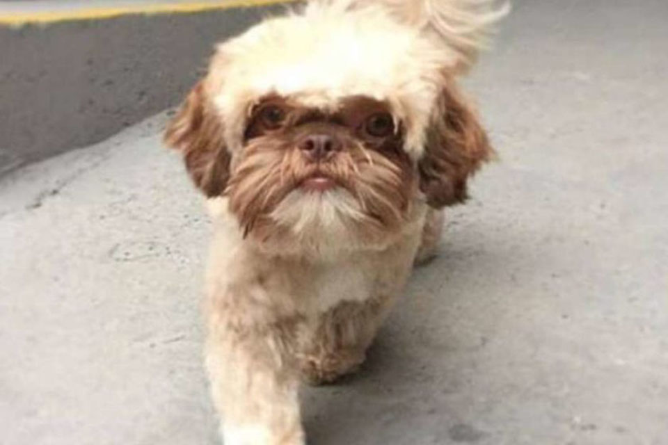 Cão roubado na porta de supermercado é localizado em SP