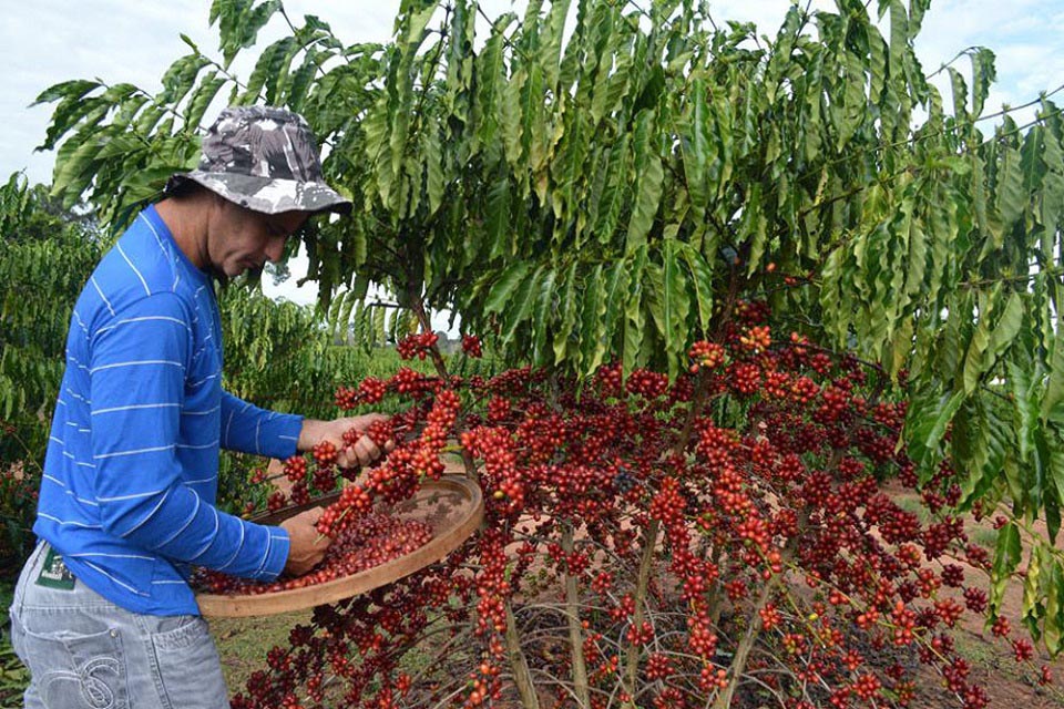 Rondônia realiza o maior concurso de café robusta do Brasil; premiação soma R$ 40 mil
