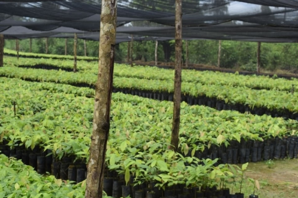 Deputado Luís do Hospital conhece a produção cacaueira em Buritis