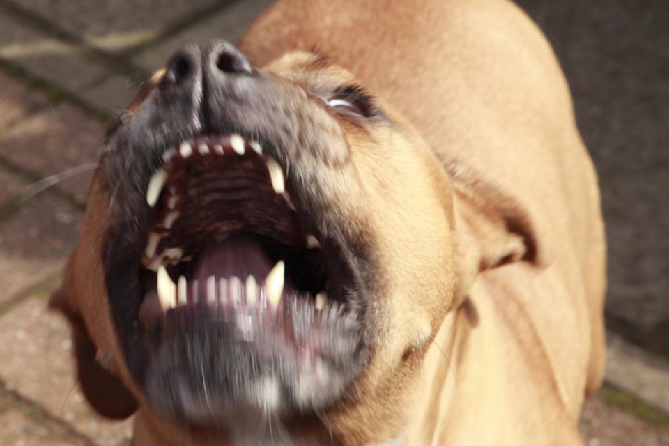 Acusado de estupro homem é castrado por pitbull ao ser pego por gangue, cenas fortes