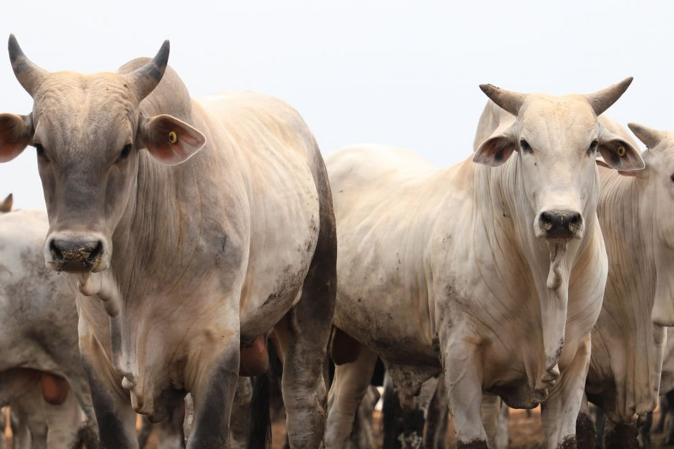 Com maior rebanho do Estado, Porto Velho contribui para exportação da carne bovina de Rondônia