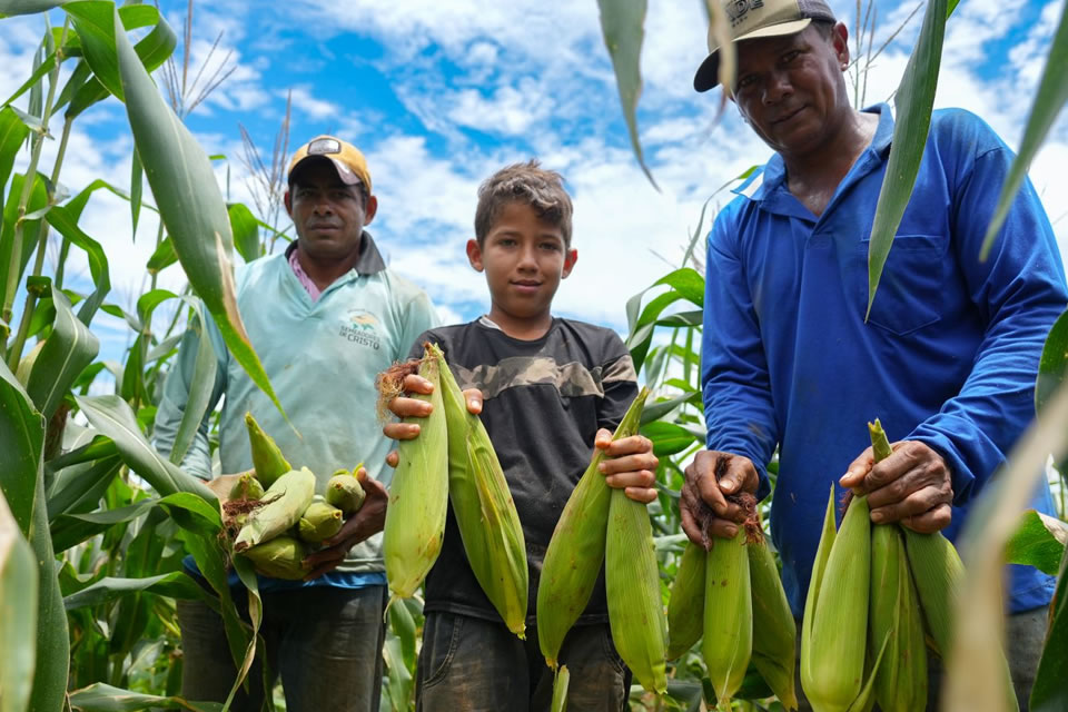 Cultivo do milho fortalece agricultura no Distrito de União Bandeirantes