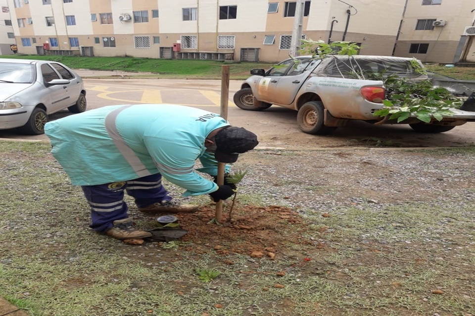 Prefeitura realiza plantio de árvores no conjunto habitacional Morar Melhor