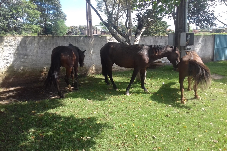 Rolim de Moura- Centro de Zoonoses captura animais que estavam soltos na RO-010