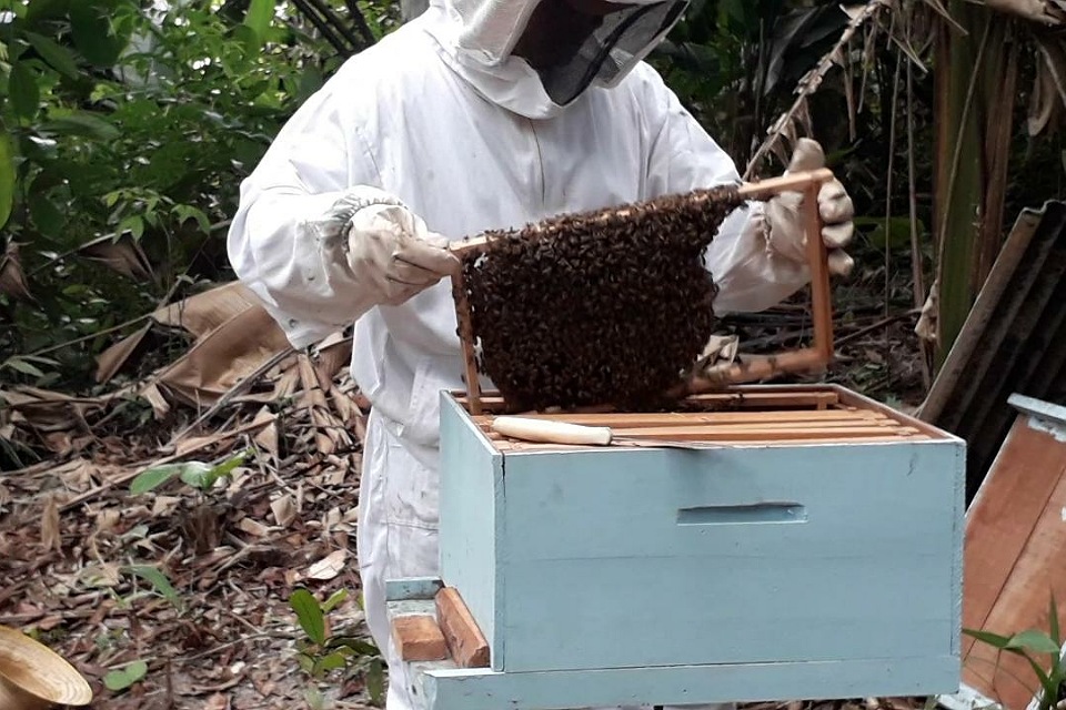 Semagric intensifica programa para incentivar produção de mel