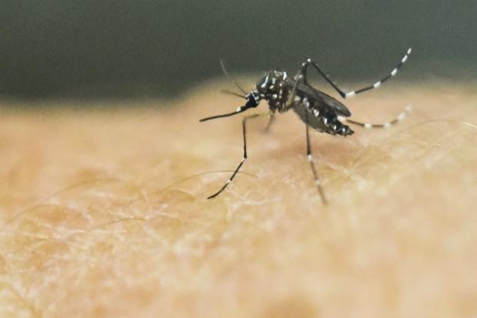 Agevisa alerta sobre cuidados para evitar criadouros do mosquito da Dengue no período chuvoso