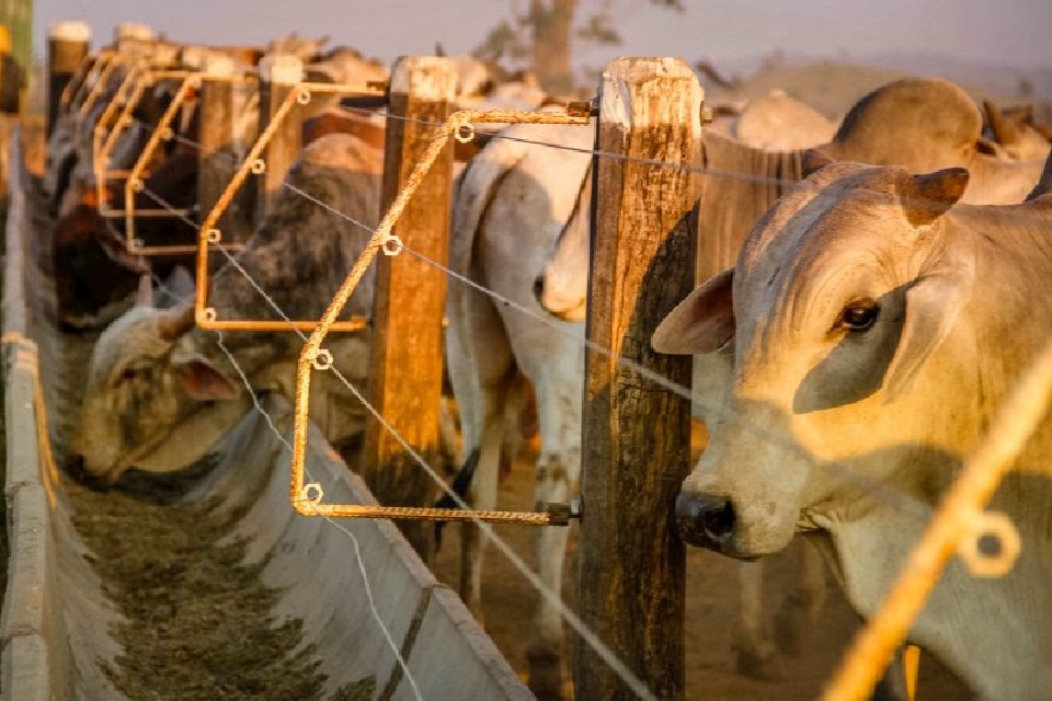 Ministra da Agricultura apoia à suspensão da vacina contra aftosa e RO vê crescer perspectiva de mercados