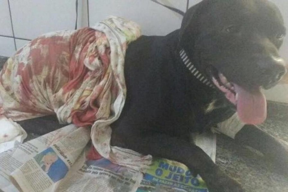 Garoto filma esquartejamento de Pinscher em Vilhena; labradora também foi morta a pancadas 
