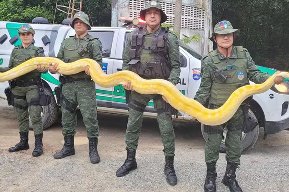 Píton albina é achada em chácara onde quatro jovens foram mortos