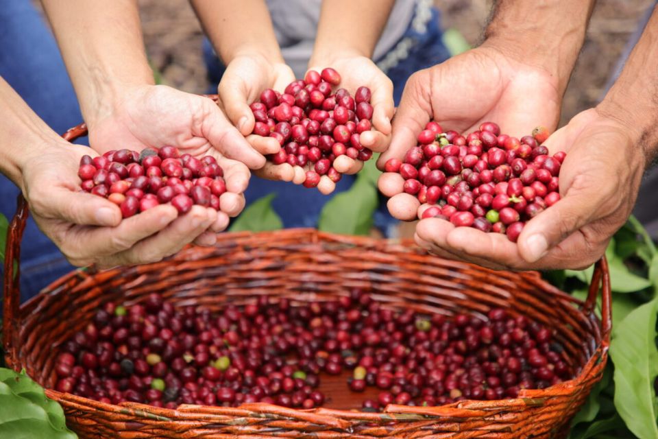 Governo de RO realiza cerimônia de lançamento da colheita do café no próximo sábado, 17, em São Miguel do Guaporé