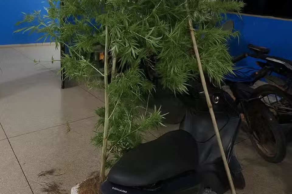 Homem é preso por cultivar pé de maconha de dois metros no quintal em RO