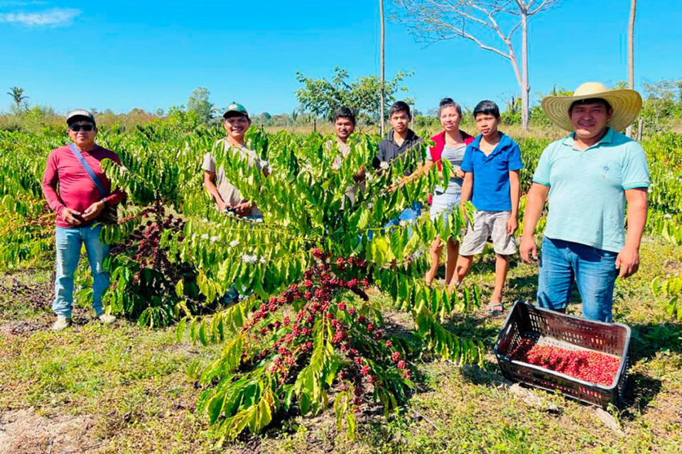 Governo de RO fomenta produção de café nas comunidades indígenas