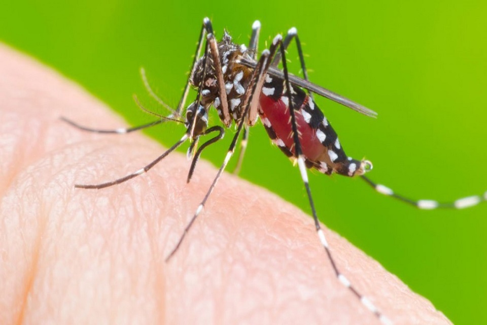 Ji-Paraná registra o menor índice de Infestação por Aedes aegypti