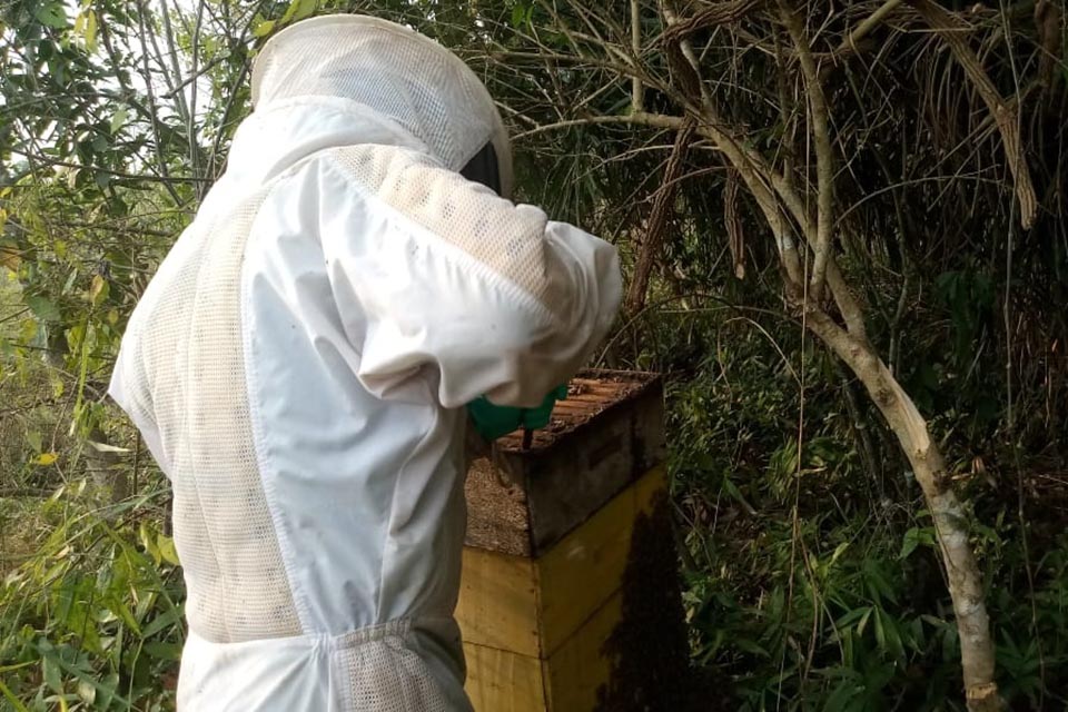 Técnicos da Semagri ajudam apicultor a retomar atividade