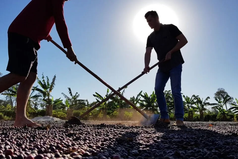 Exportações de café de Rondônia batem recorde e consolidam o estado no mercado internacional