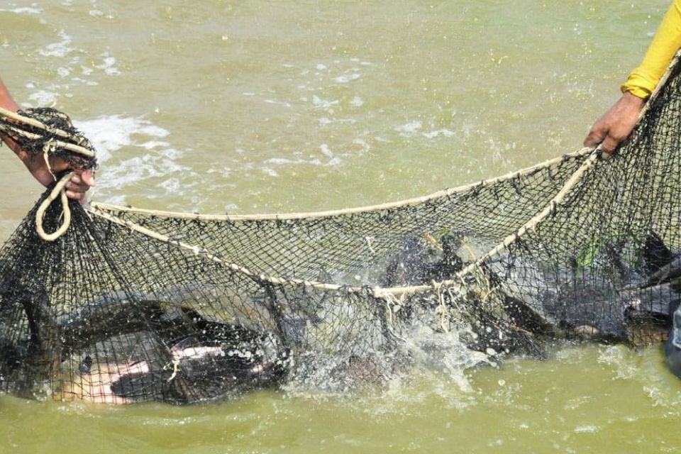 Deputado Alan Queiroz solicita aquisição e distribuição de alevinos de peixes aos produtores rurais de Rondônia