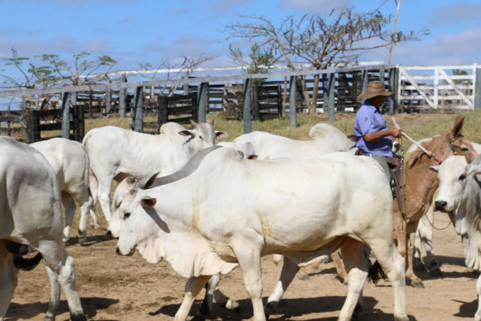 Ações para prevenção e controle da raiva são intensificadas para fortalecimento da defesa sanitária animal