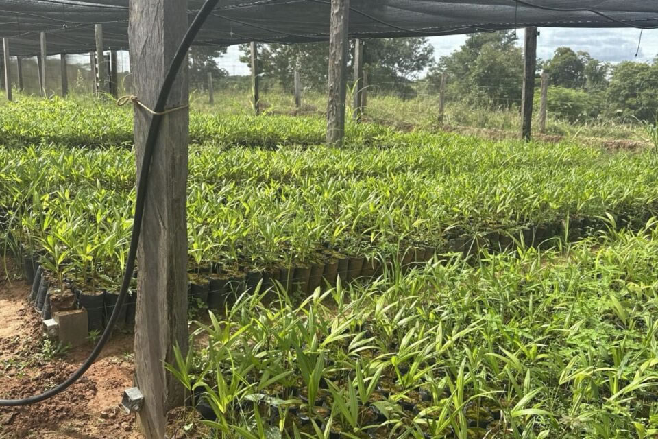Orientações técnicas são realizadas pelo governo de RO em municípios participantes do projeto de reflorestamento