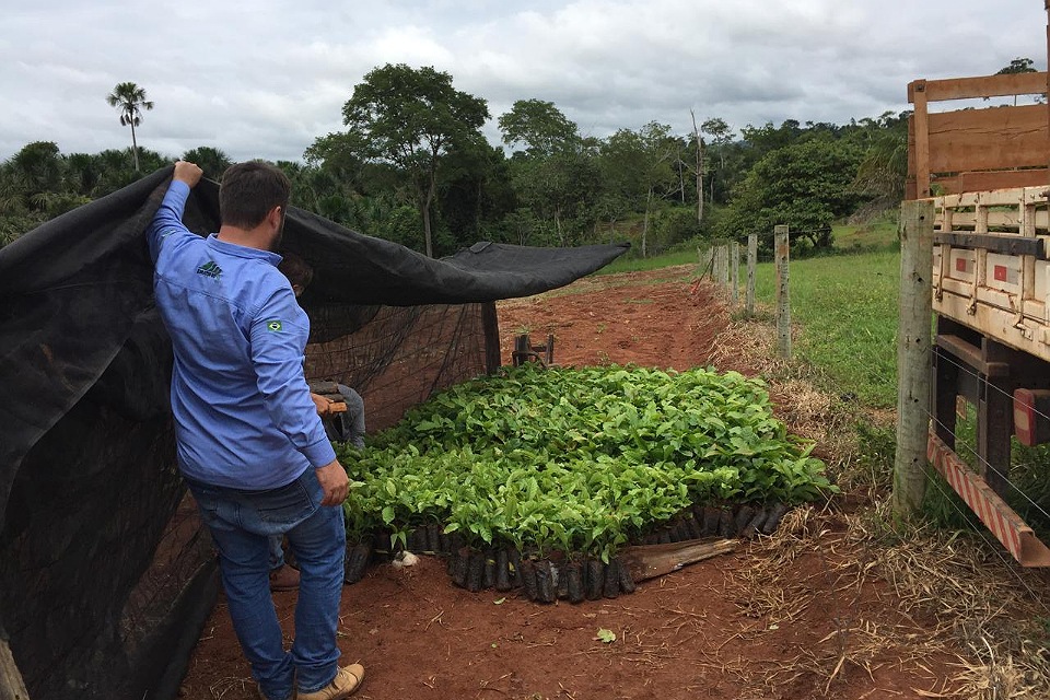 Plante Mais: Cone Sul de Rondônia avança na produção agrícola com mudas clonais de café e cacau