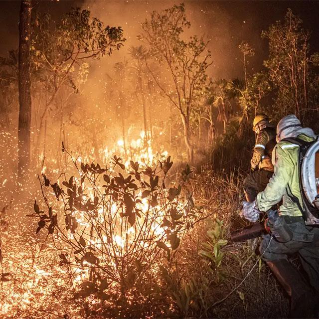 Manejo com fogo, contrafogo e queimada - entenda a diferença